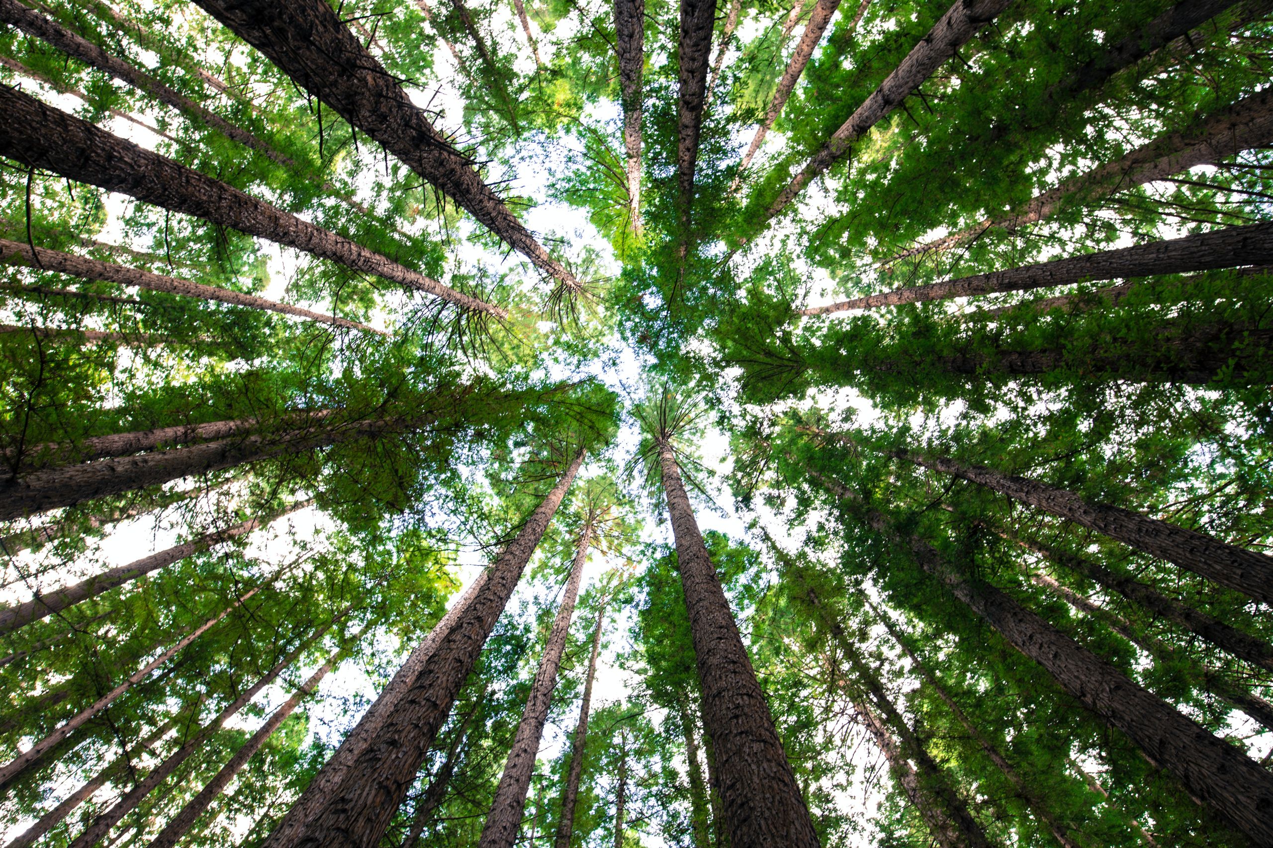 Forêt d'arbres très hauts